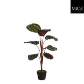 Calathea In Pot Green - H90Xd60Cm